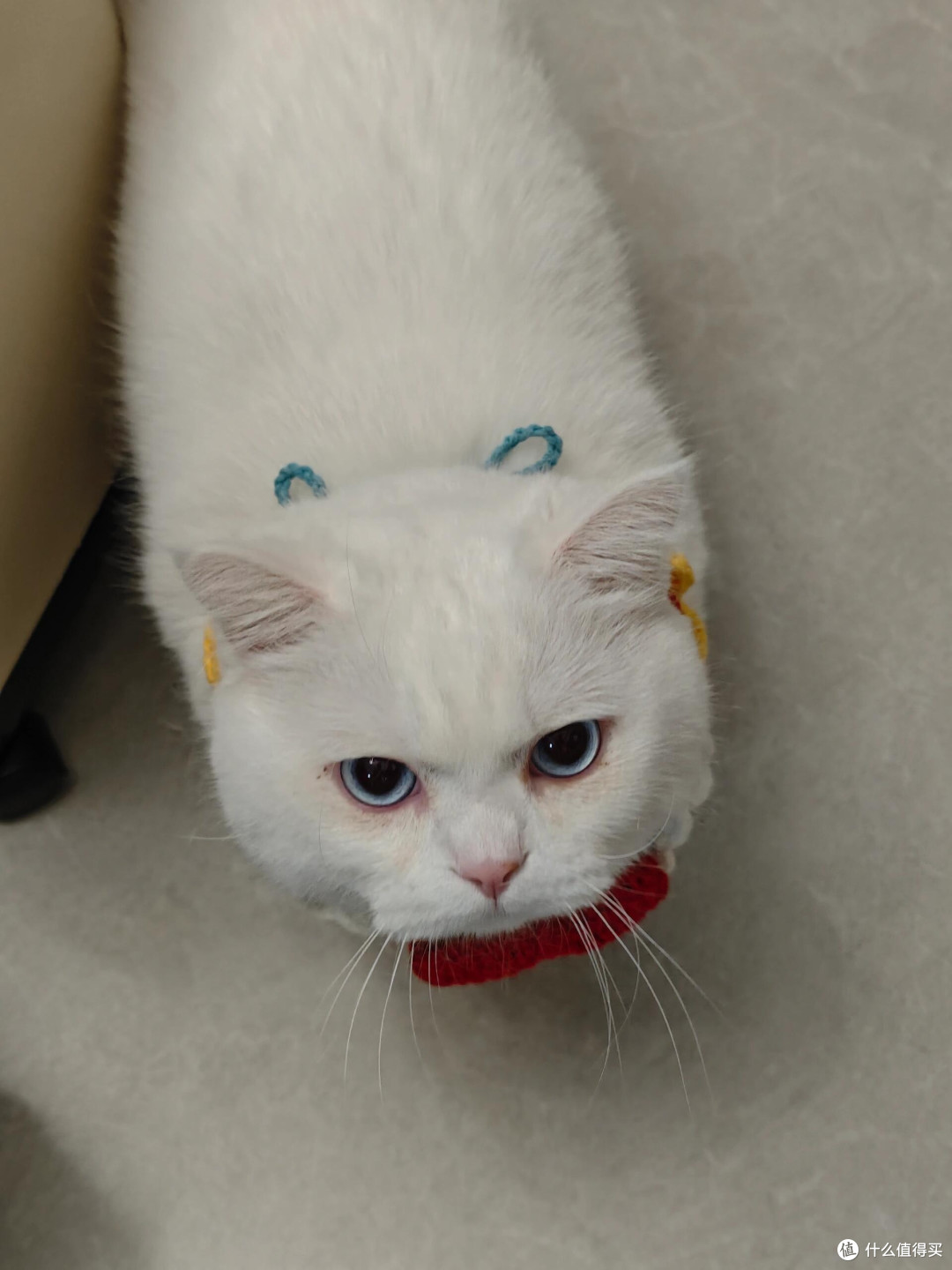 科学喂养猫咪的实践经验