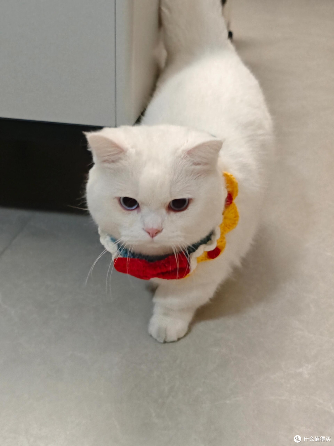 科学喂养猫咪的实践经验