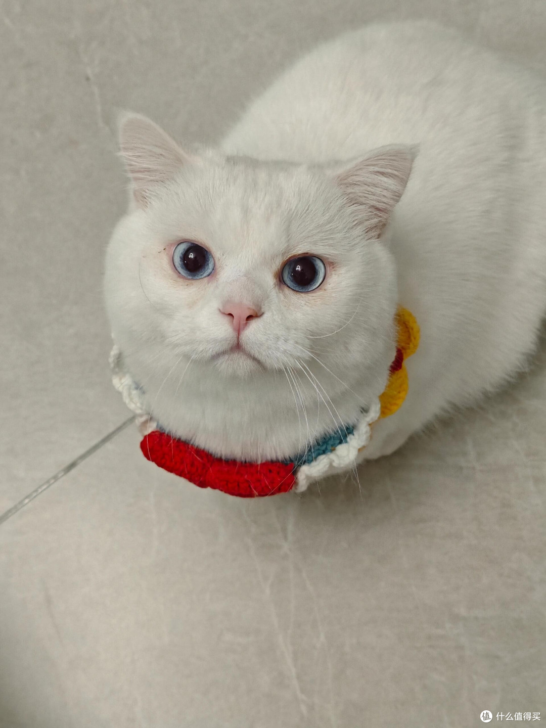 科学喂养猫咪的实践经验