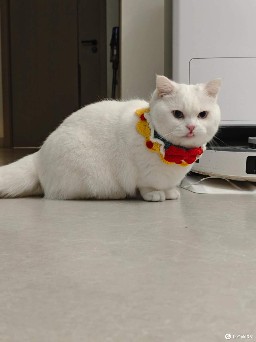 科学喂养猫咪的实践经验