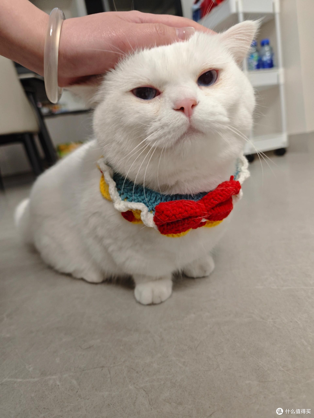 科学喂养猫咪的实践经验