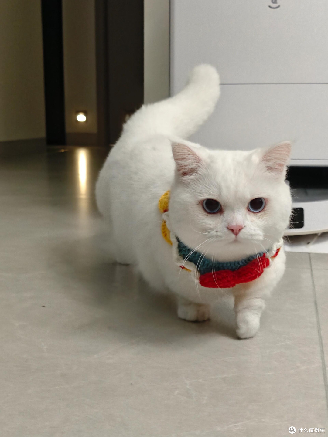 科学喂养猫咪的实践经验