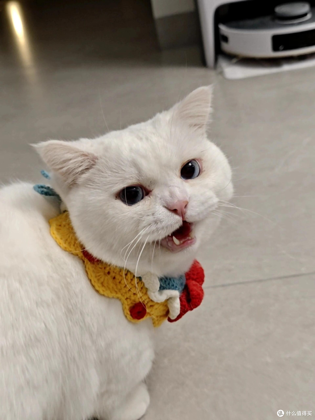 科学喂养猫咪的实践经验