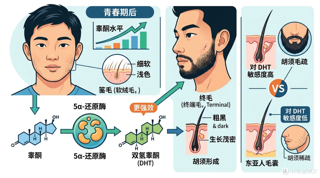 胡子长得越快那方面越行?刮胡子还影响寿命?聊聊胡子那点事