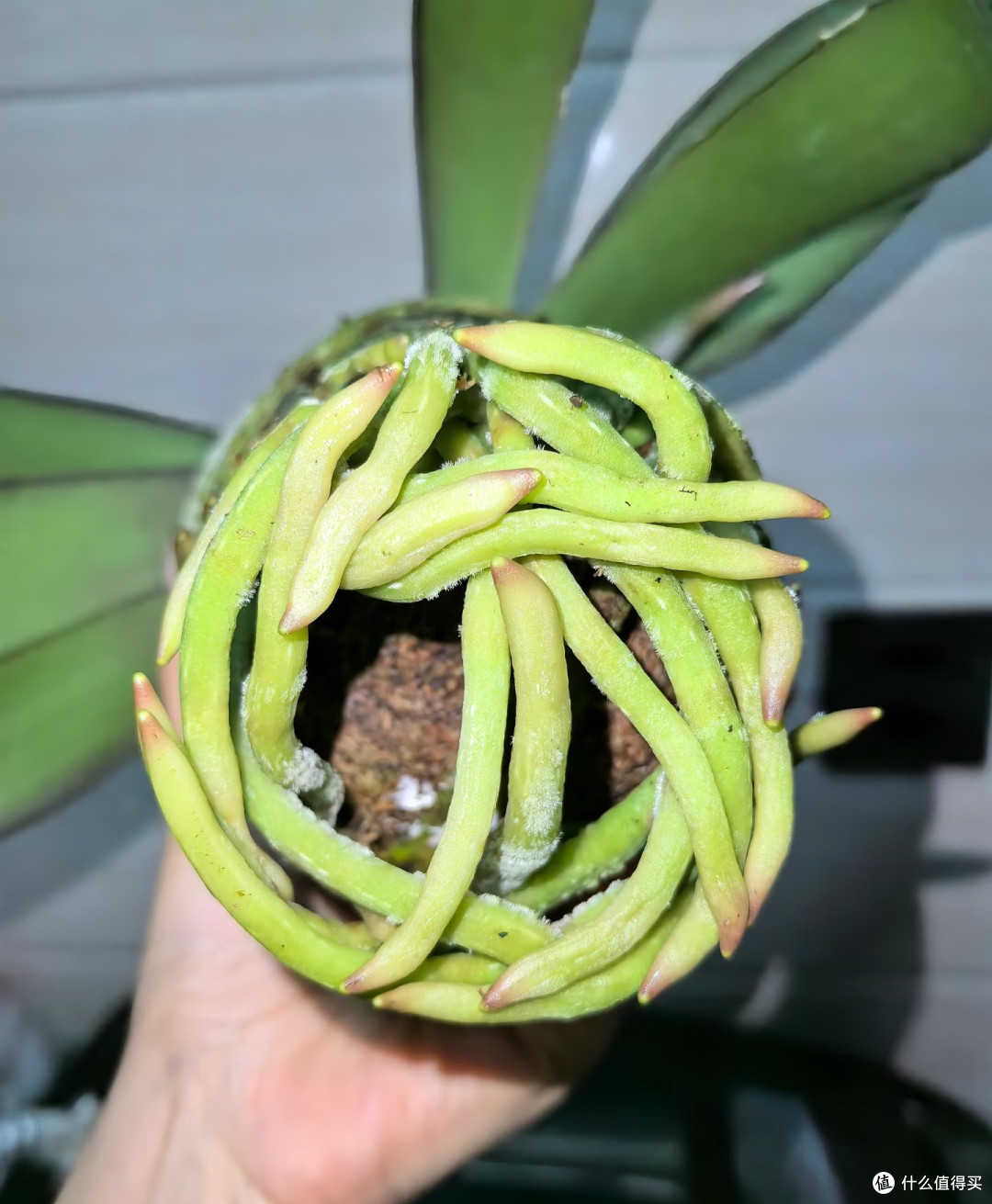 蝴蝶兰抓紧“贴秋膘”,秋天养好根和叶,冬天不愁不开花
