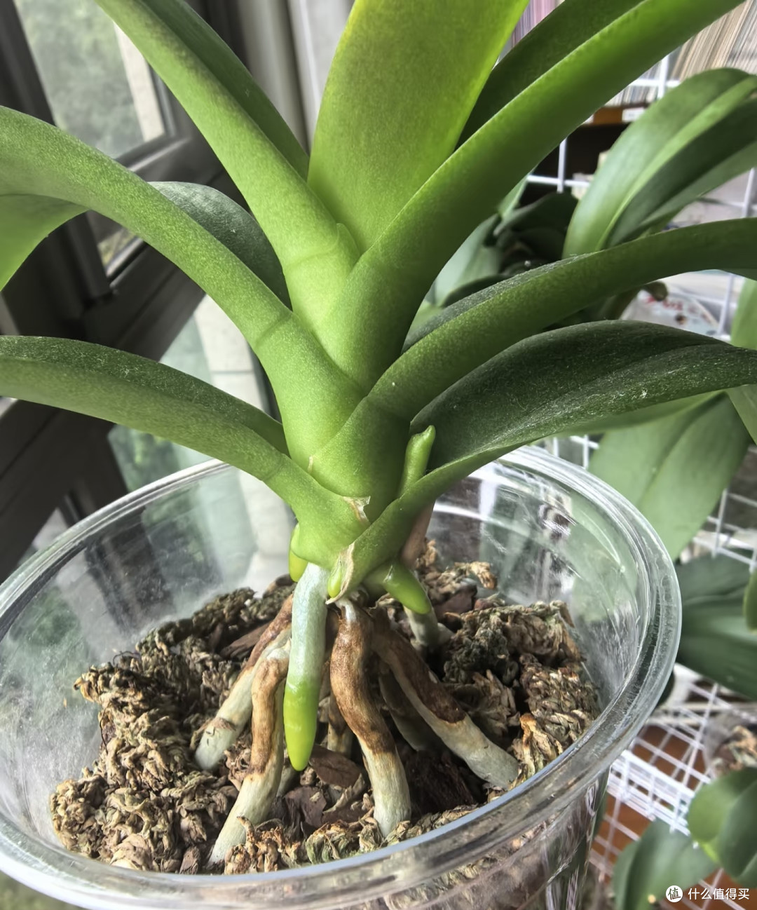 蝴蝶兰抓紧“贴秋膘”,秋天养好根和叶,冬天不愁不开花