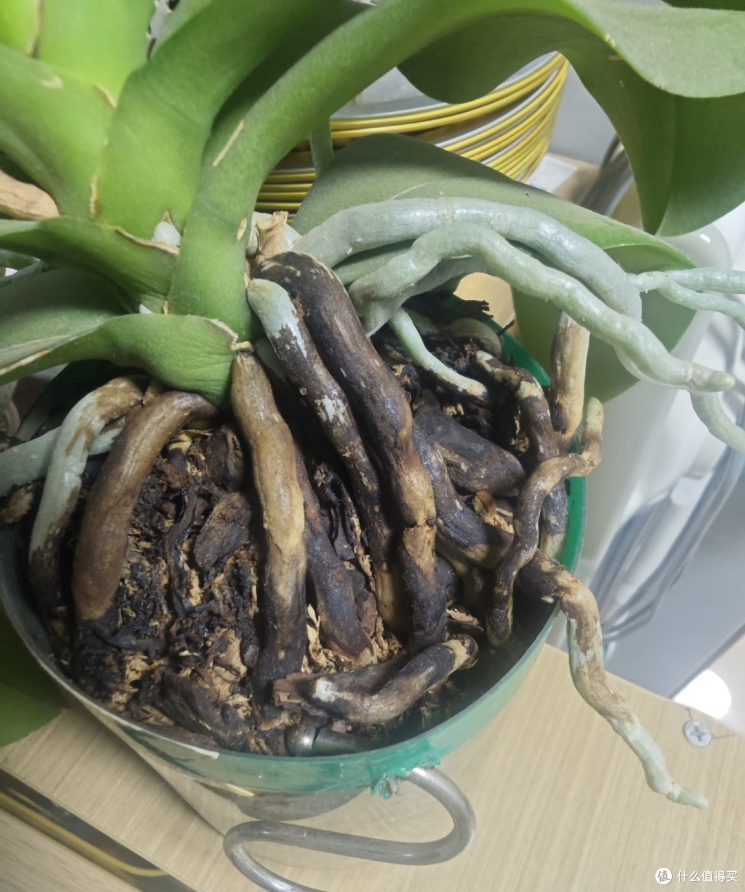 蝴蝶兰抓紧“贴秋膘”,秋天养好根和叶,冬天不愁不开花