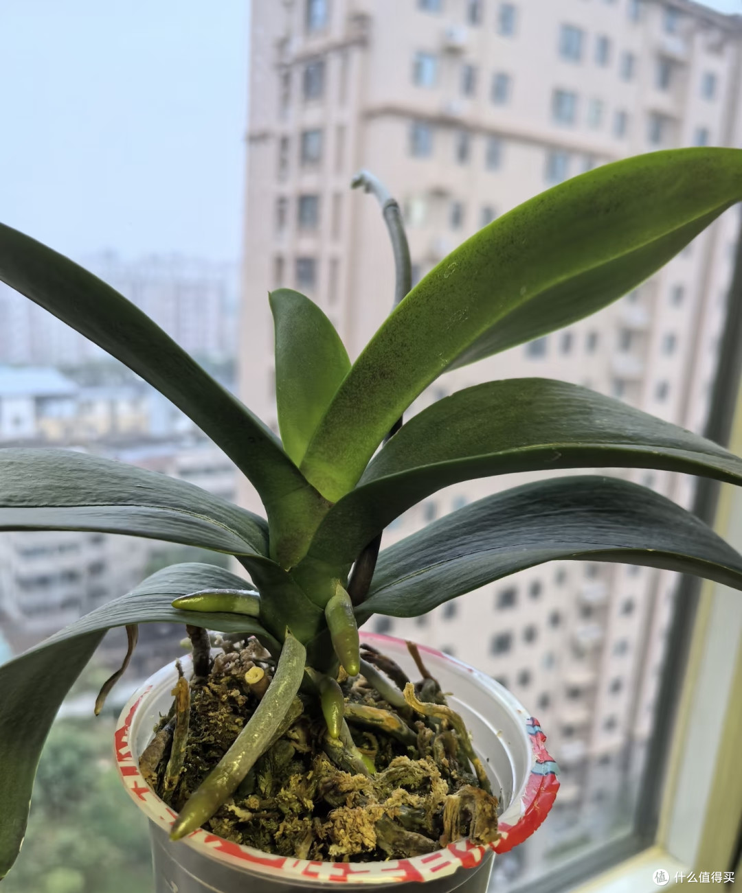 蝴蝶兰抓紧“贴秋膘”,秋天养好根和叶,冬天不愁不开花