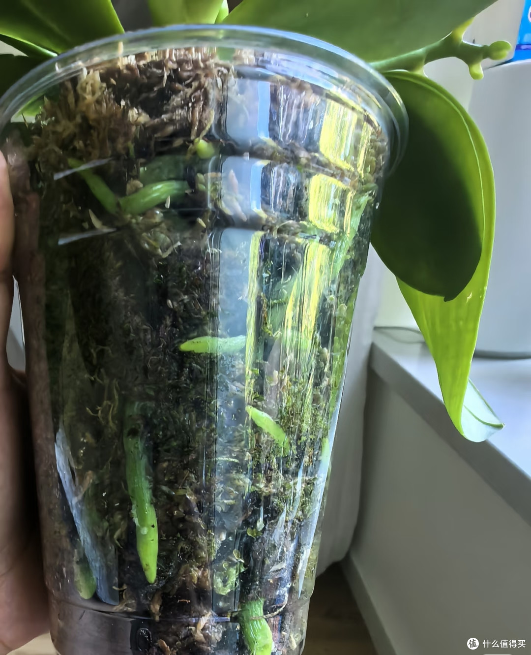 蝴蝶兰抓紧“贴秋膘”,秋天养好根和叶,冬天不愁不开花