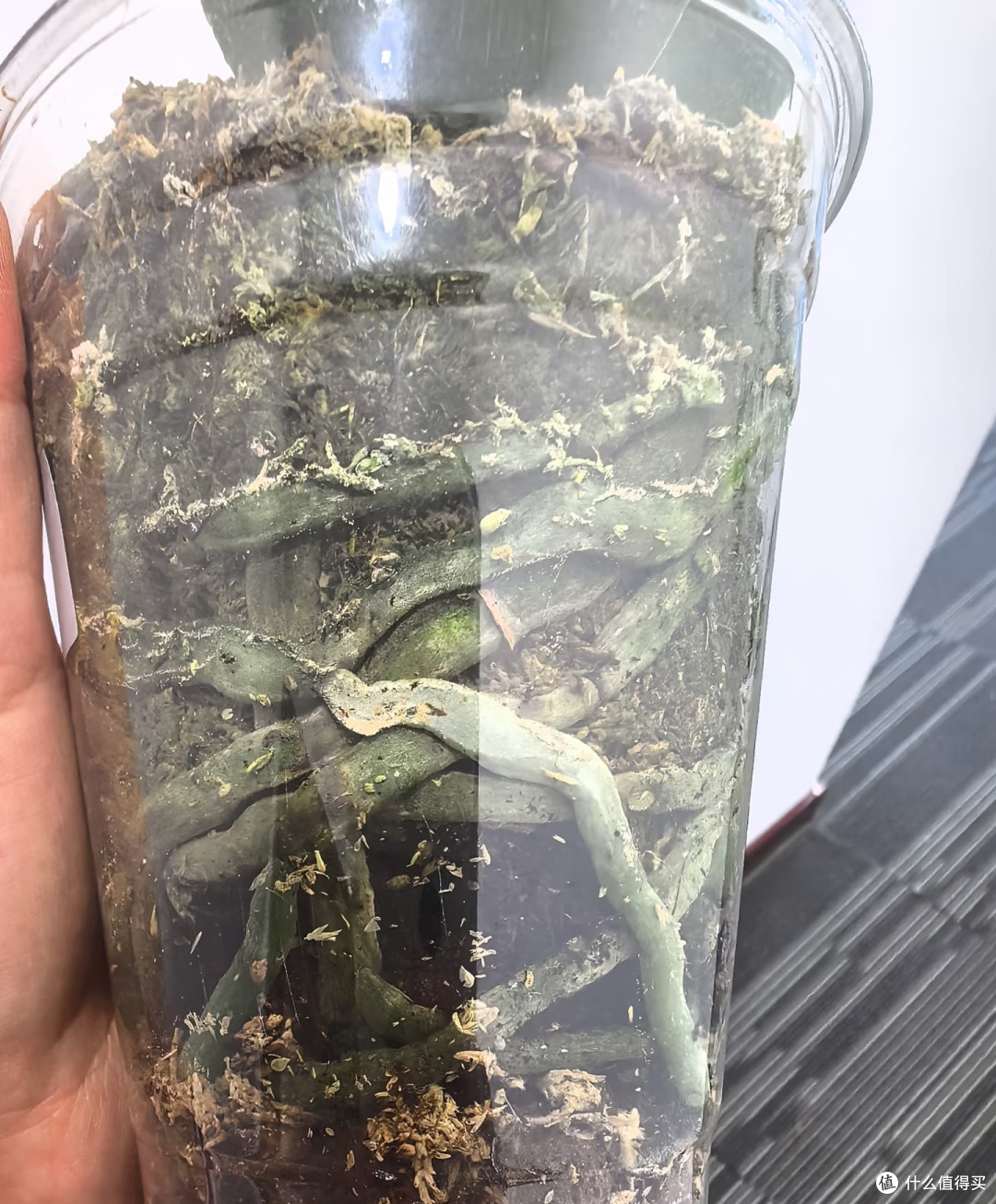 蝴蝶兰抓紧“贴秋膘”,秋天养好根和叶,冬天不愁不开花