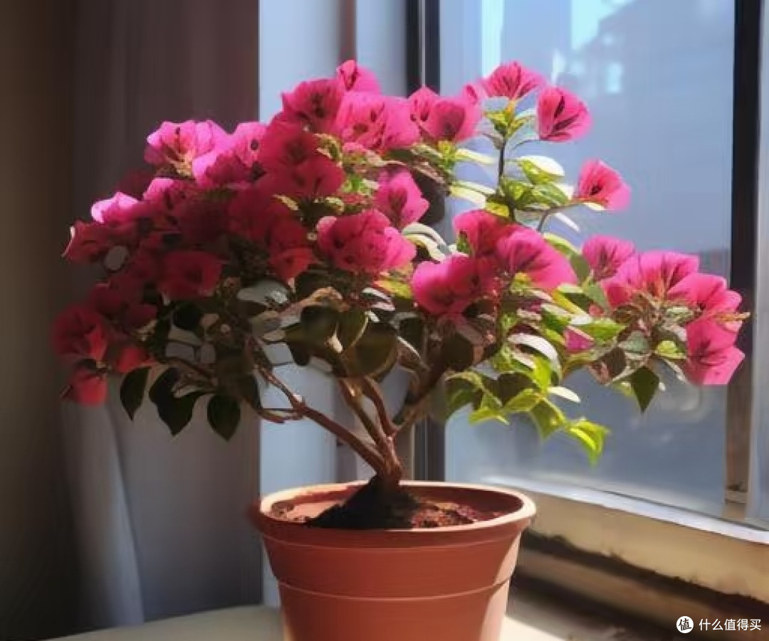 入秋别瞎换盆!这6种花现在挪窝正合适,做好了秋冬开花就妥了!