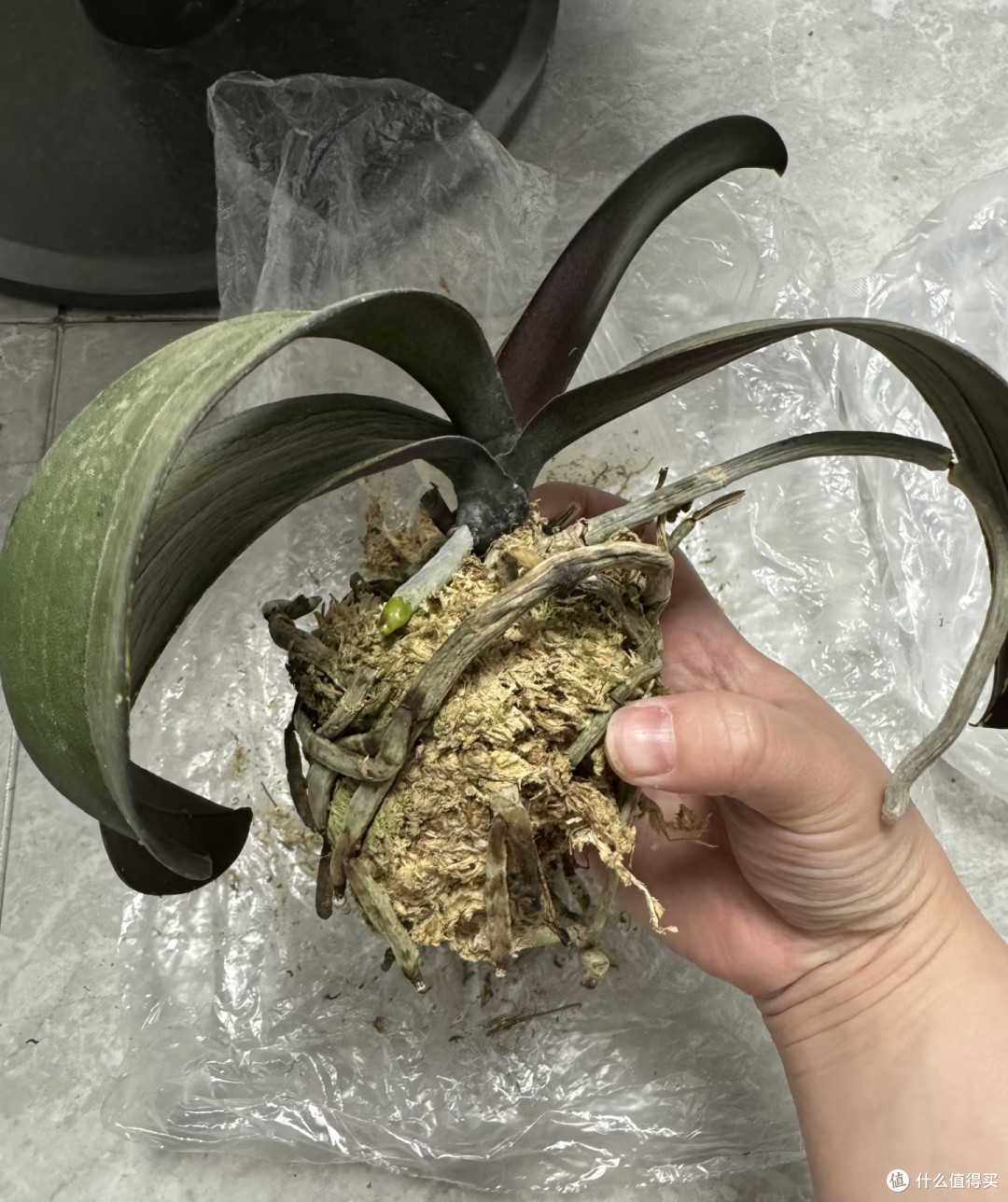 入秋别瞎换盆!这6种花现在挪窝正合适,做好了秋冬开花就妥了!