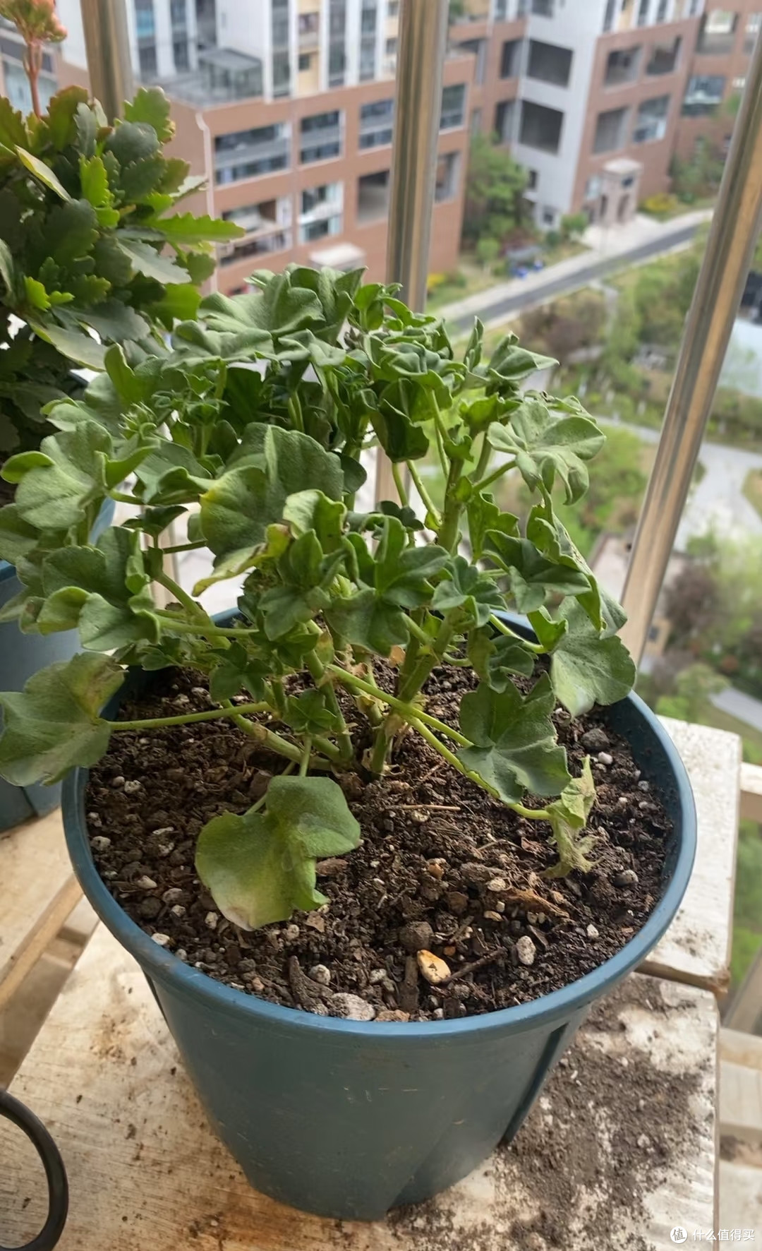 入秋别瞎换盆!这6种花现在挪窝正合适,做好了秋冬开花就妥了!