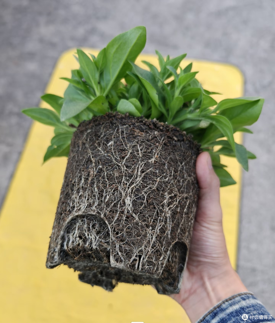入秋别瞎换盆!这6种花现在挪窝正合适,做好了秋冬开花就妥了!