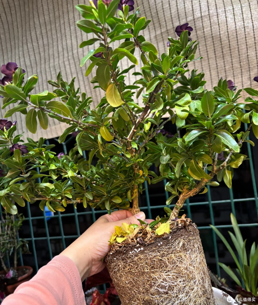 入秋别瞎换盆!这6种花现在挪窝正合适,做好了秋冬开花就妥了!