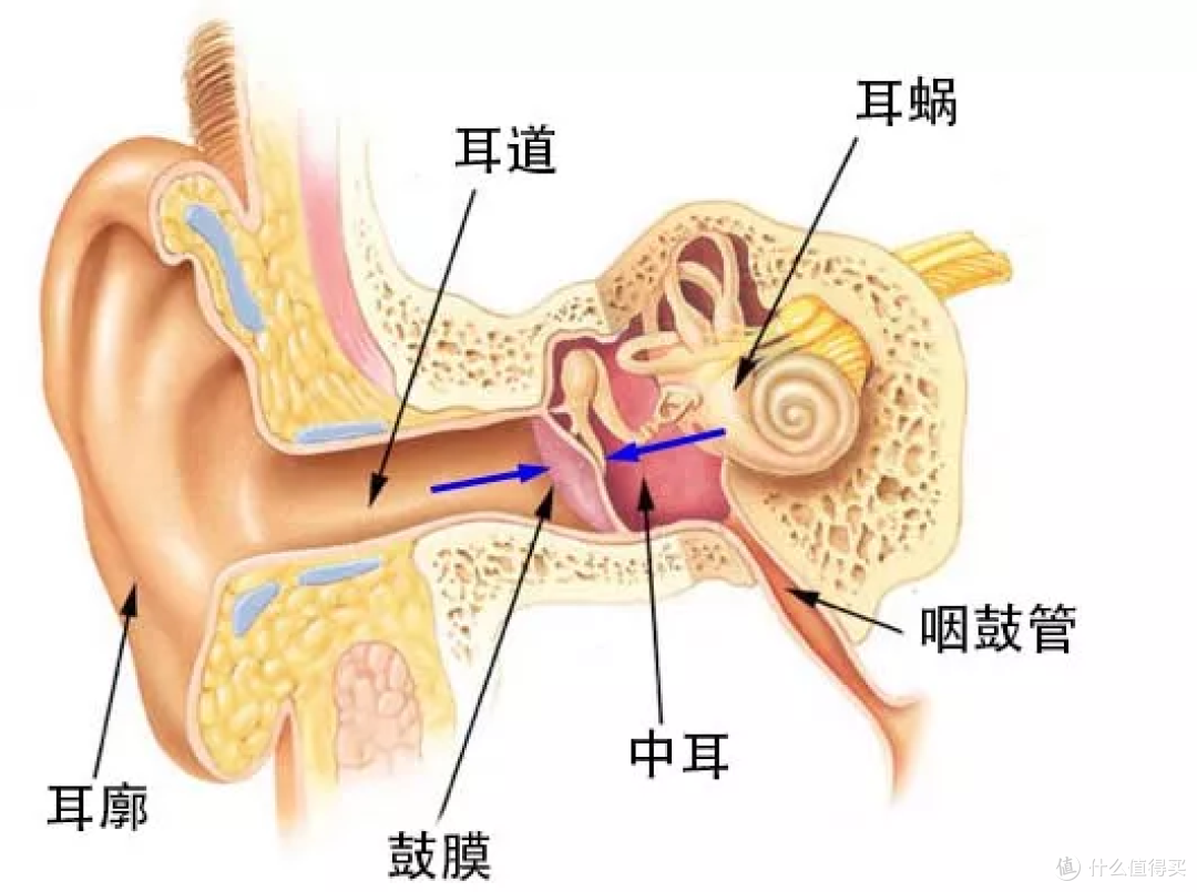 医生都叫别掏耳朵,真的不怕耳屎堵住吗?