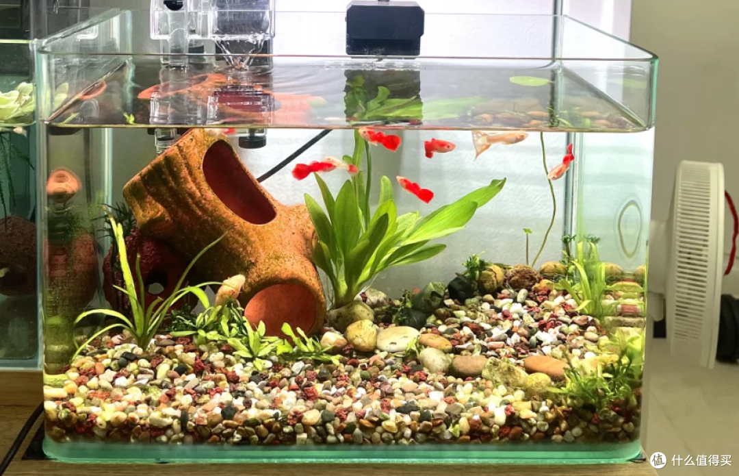 鱼缸滤材都有哪些?不同滤材有什么作用,终于一次搞懂了!