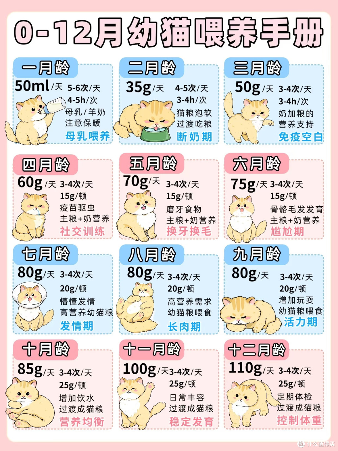 新手养猫避坑指南与实用经验