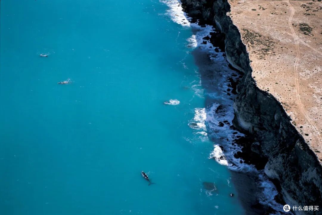 ● Head of Bight, Eyre Peninsula, South Australia  📷 / © South Australian Tourism Commission/Adam Bruzzone