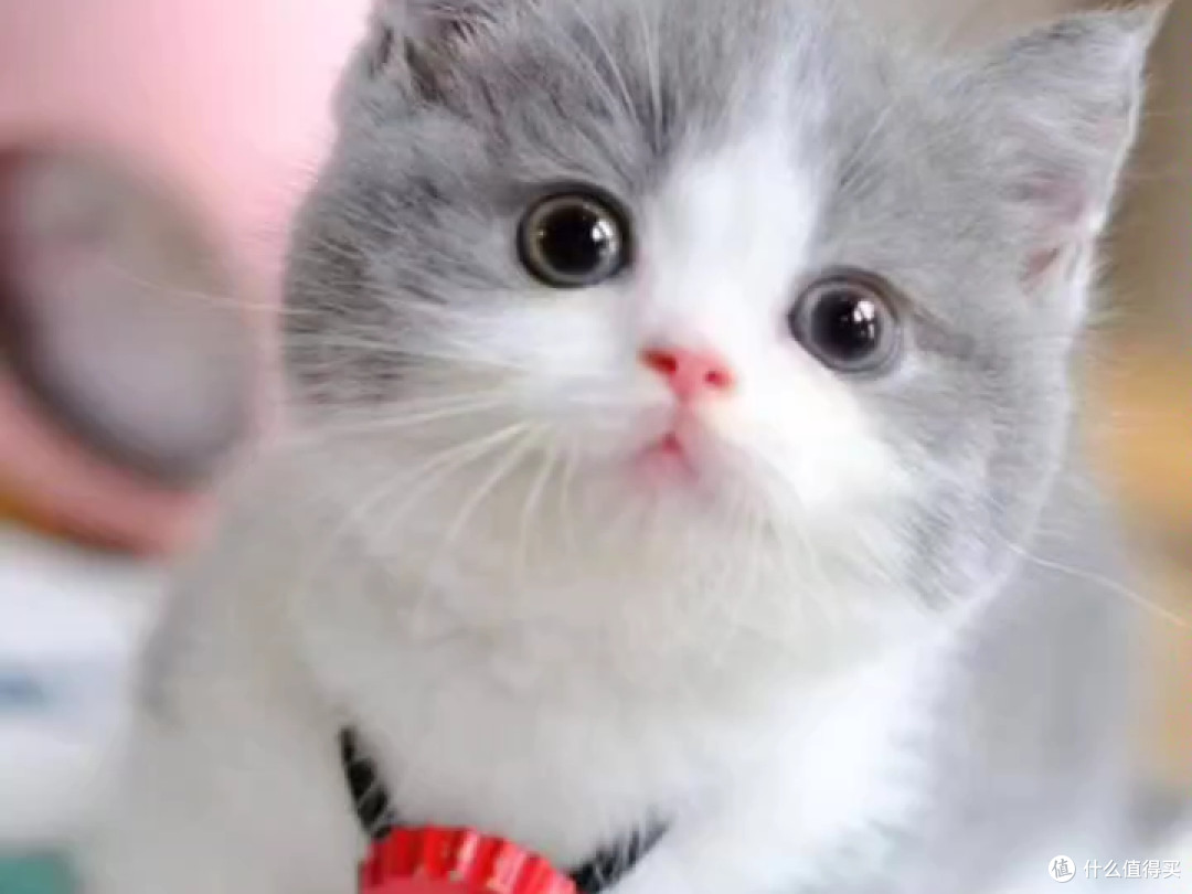 猫咪不爱被抱,为啥偏偏主动趴在你脚边睡觉?