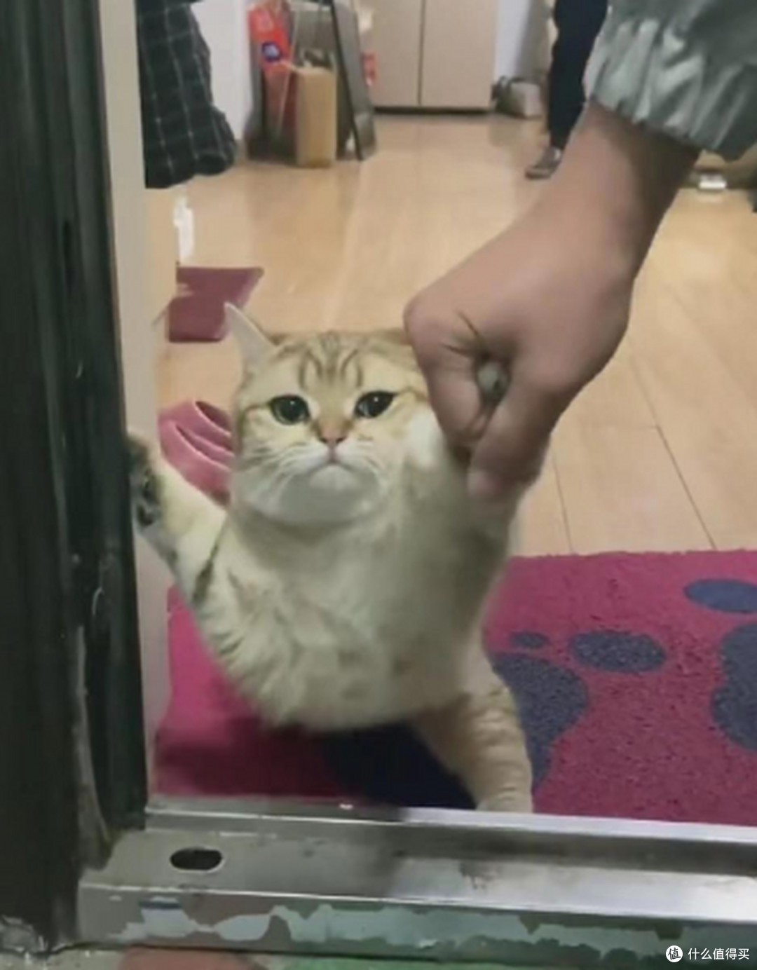 我家猫超讨厌关门,天天蹲我房门外死活不肯走