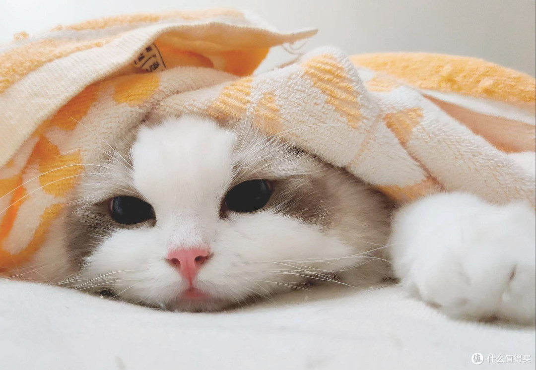 多猫家凶得没边的猫老大,居然也会蹭我手心撒娇示弱!