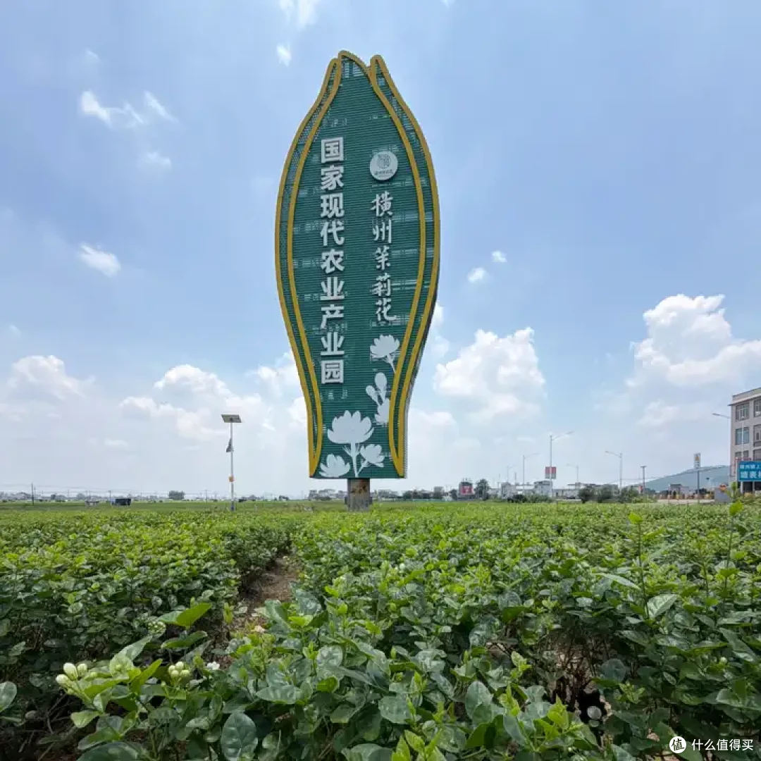 哪里产的茉莉花茶最好最正宗?超级好喝的茉莉花茶品牌推荐!