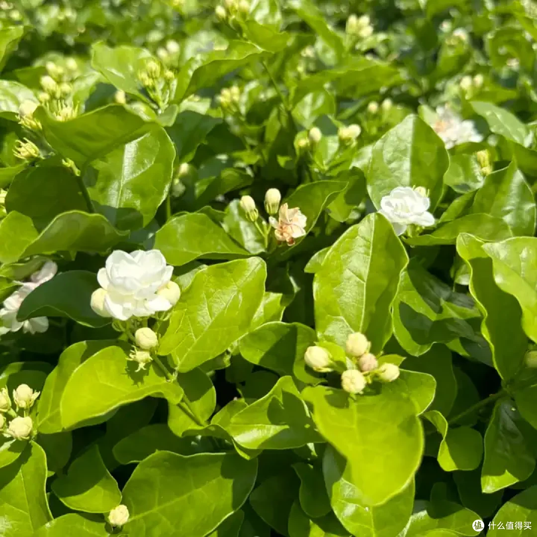哪里产的茉莉花茶最好最正宗?超级好喝的茉莉花茶品牌推荐!