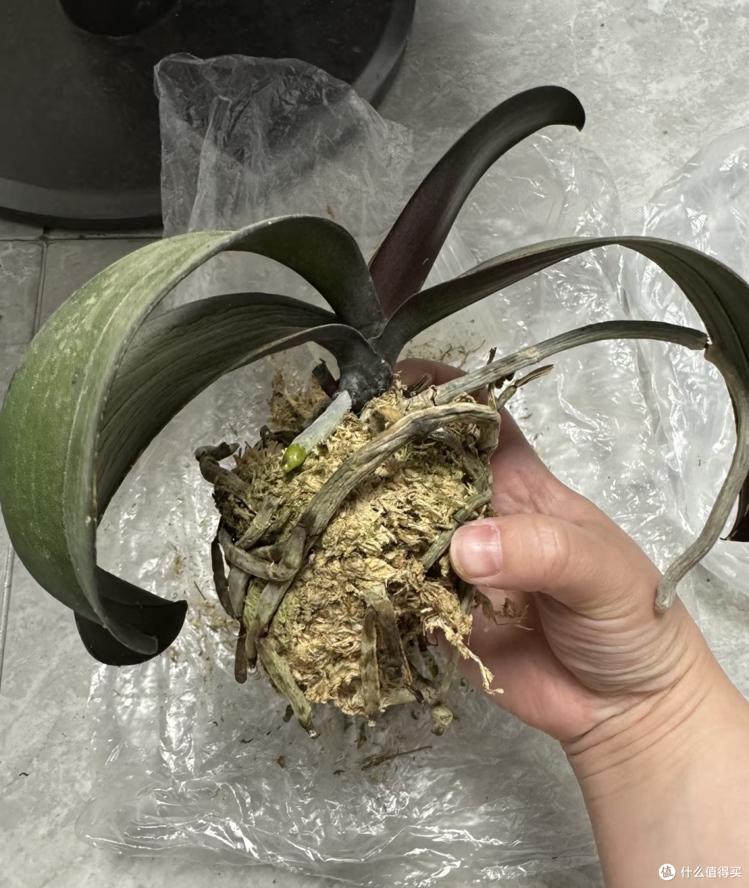 9月，蝴蝶兰就得“用心换”，越换越旺，越换越开花