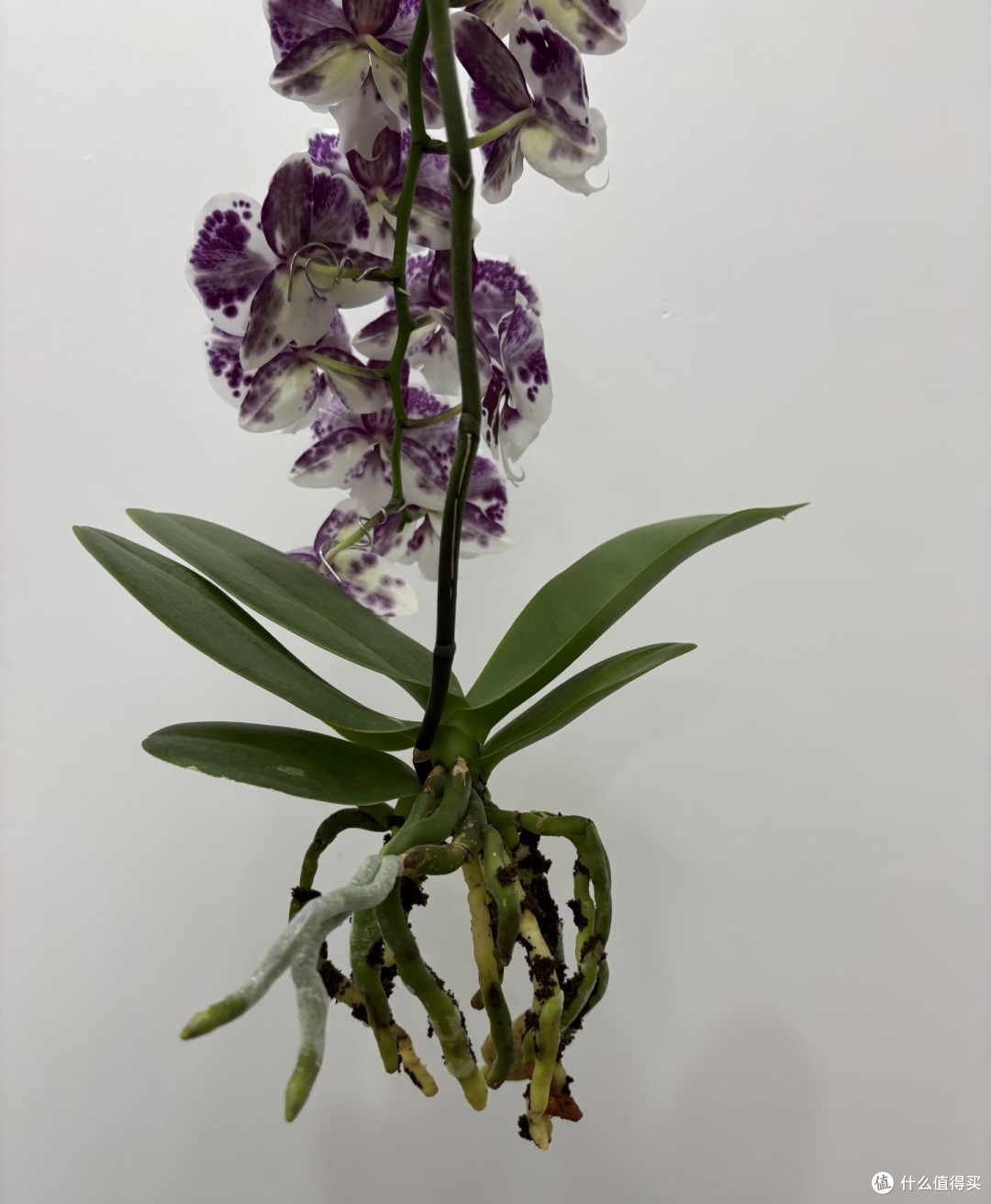 9月，蝴蝶兰就得“用心换”，越换越旺，越换越开花
