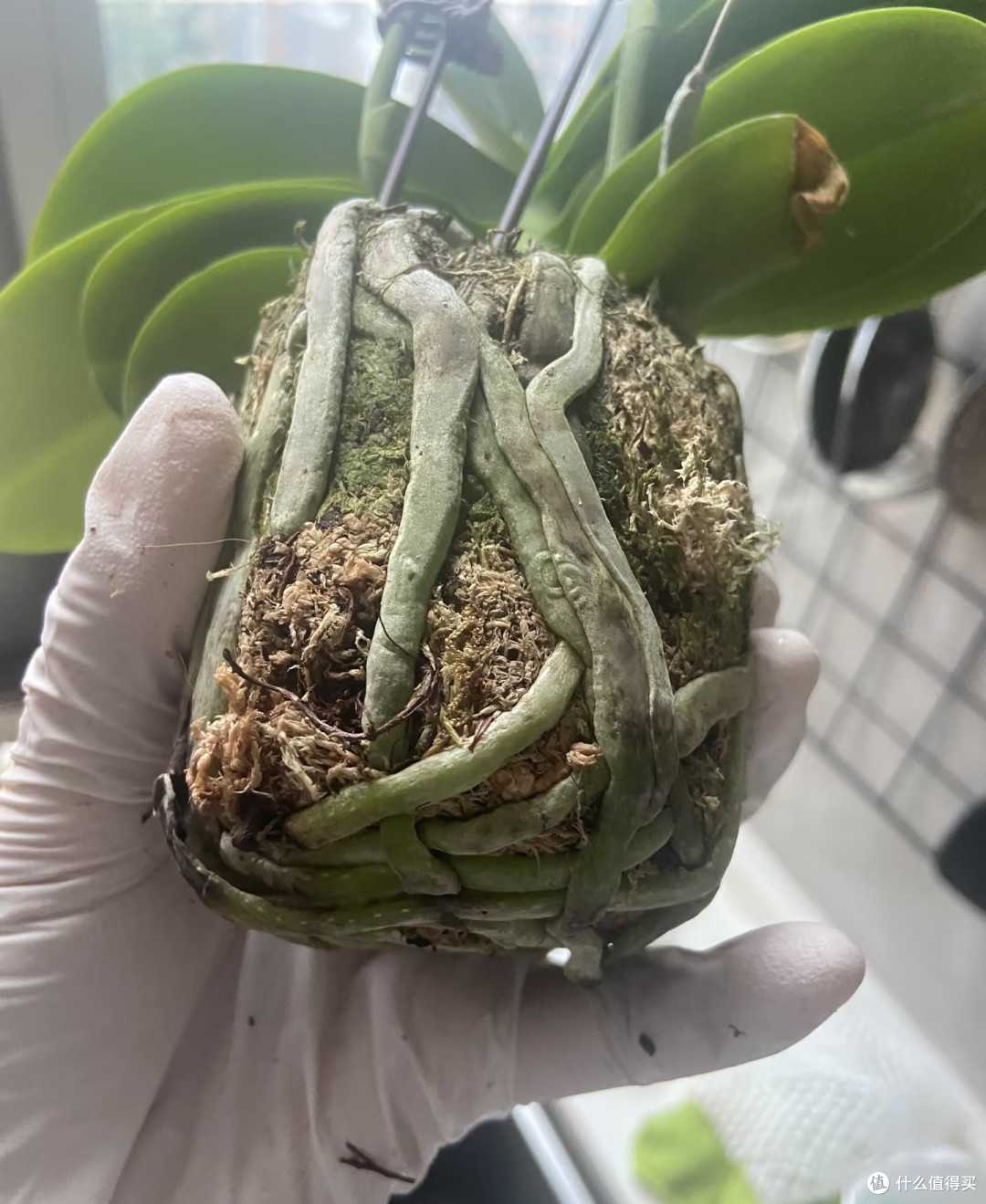 9月，蝴蝶兰就得“用心换”，越换越旺，越换越开花
