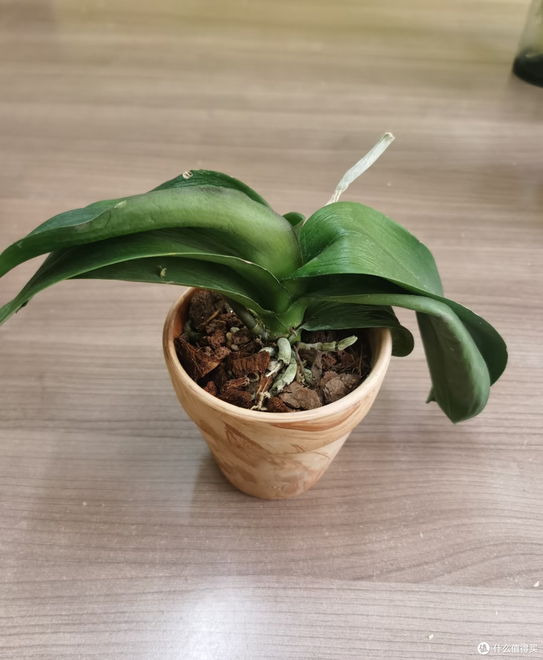 9月，蝴蝶兰就得“用心换”，越换越旺，越换越开花