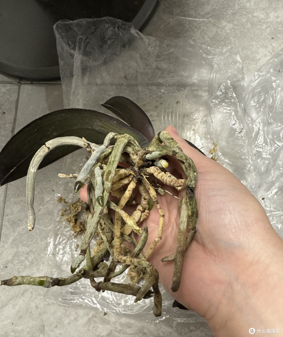 9月，蝴蝶兰就得“用心换”，越换越旺，越换越开花