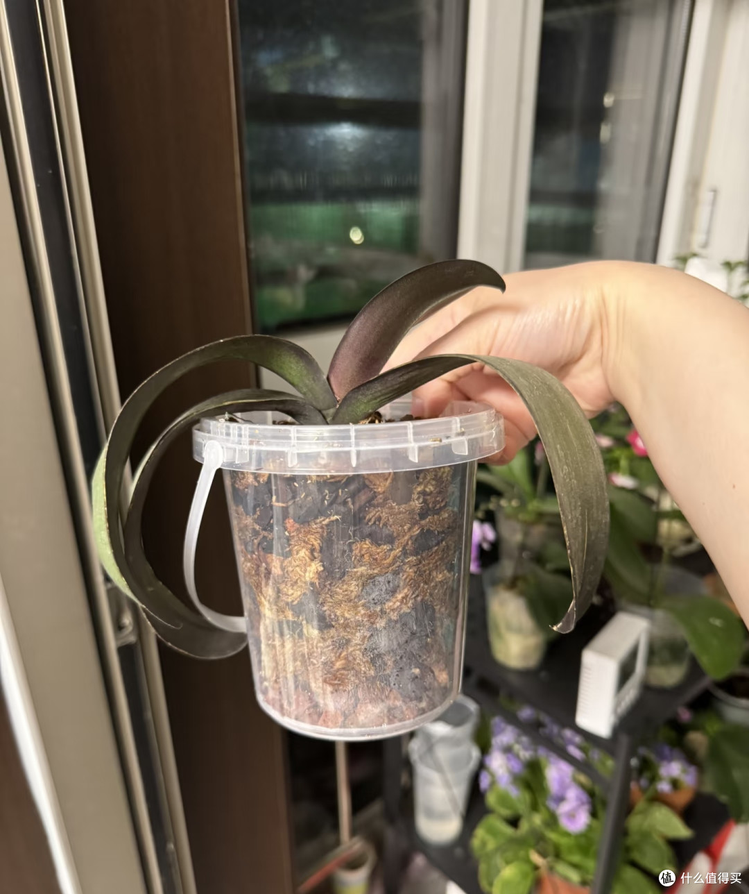 9月，蝴蝶兰就得“用心换”，越换越旺，越换越开花