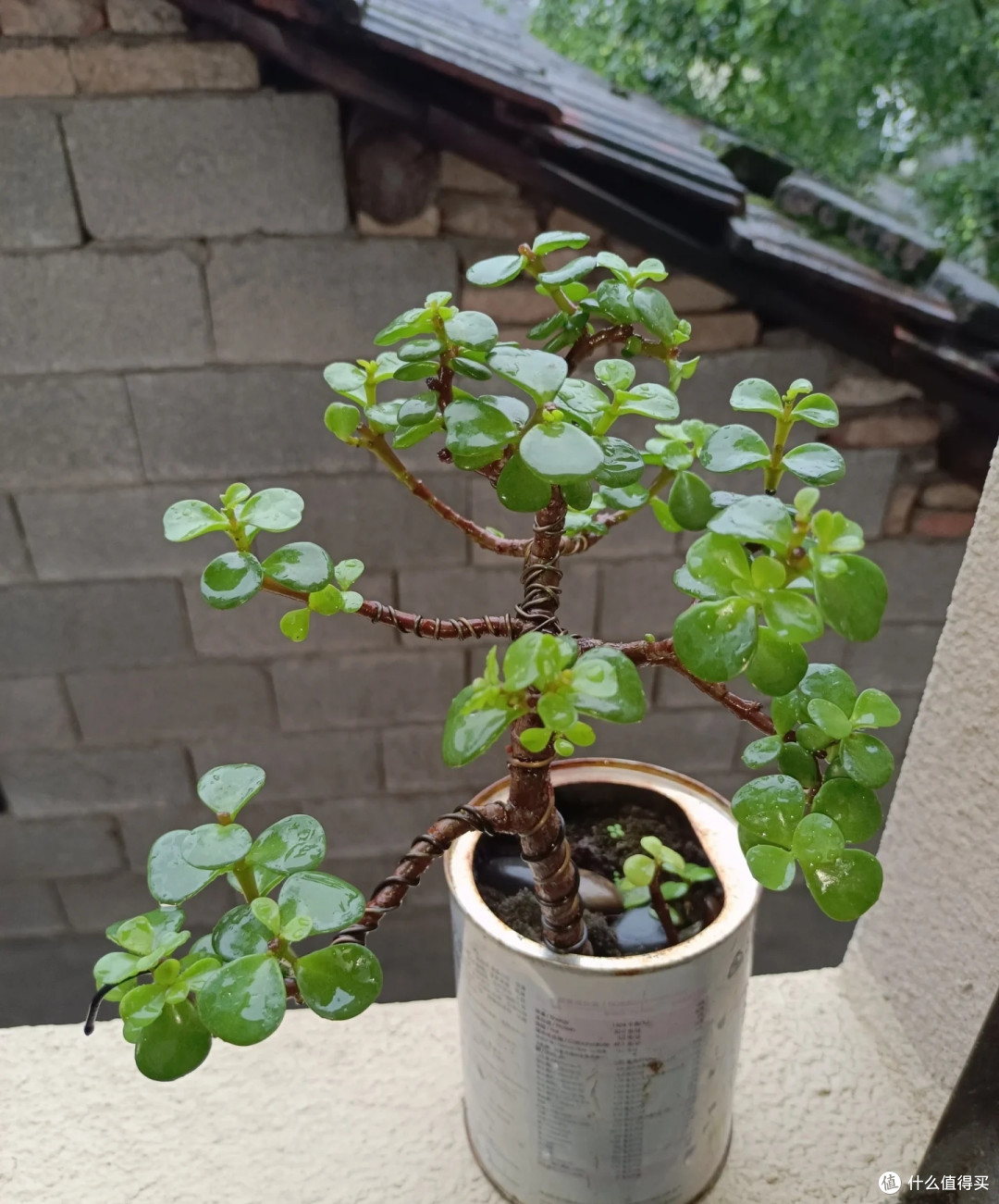 金枝玉叶剪不对,养8年也白费!学会这10个修剪技巧,造型美如画