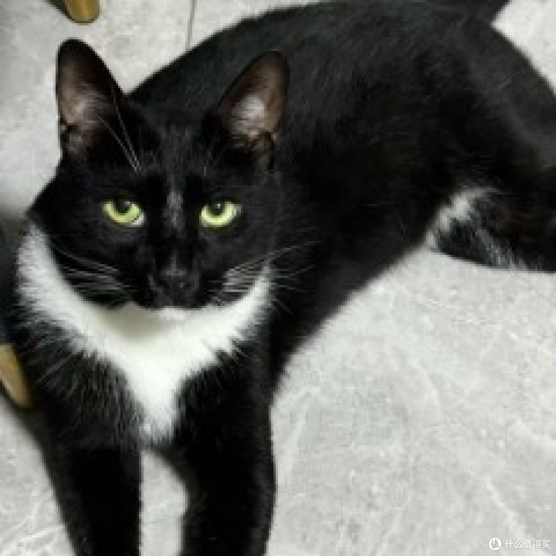 小猫