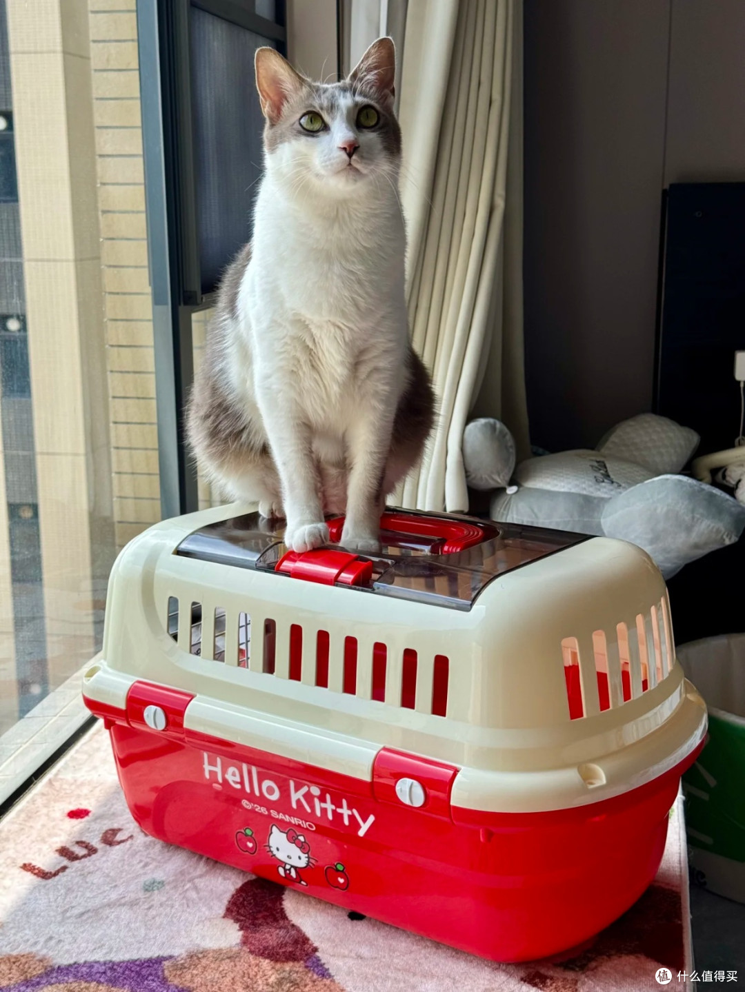 颜值出圈!Hello Kitty联名宠物航空箱解决外出难题