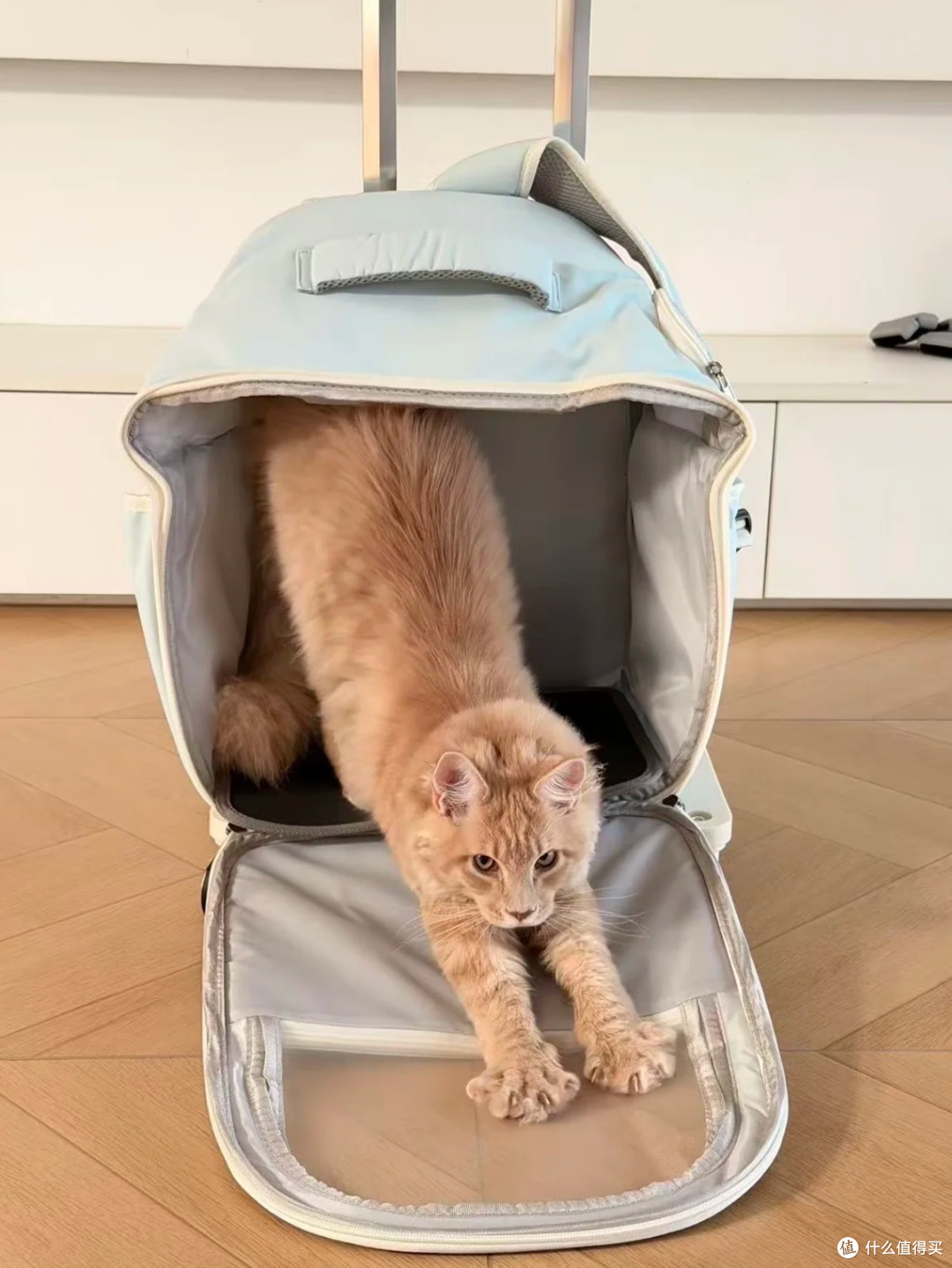 拉杆猫包💙胖猫出行救星 告别负重肩膀酸痛