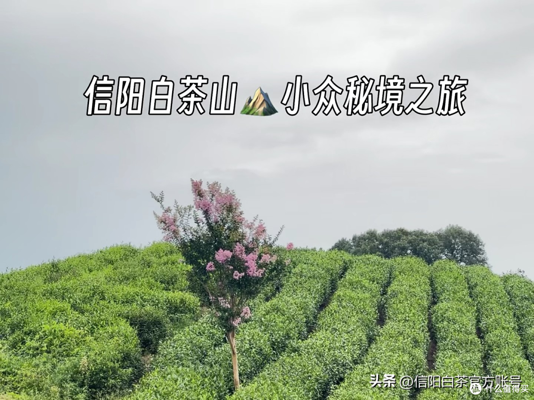 信阳白茶山·小众秘境之旅