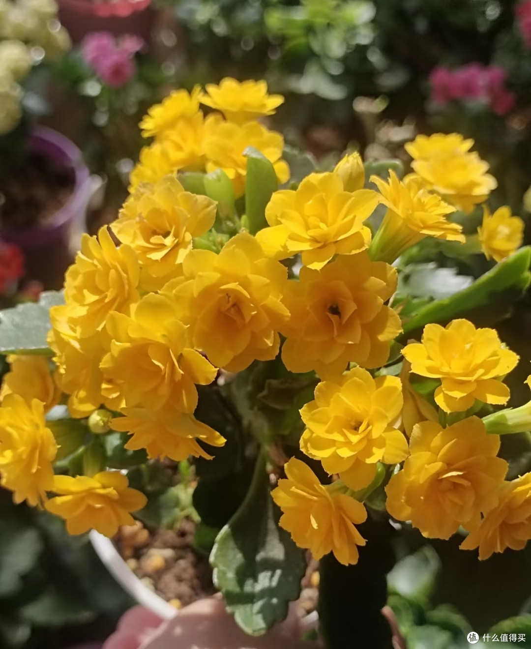 阳台空间有限,就养这10款长寿花!颜值高花色全超勤花,不踩坑