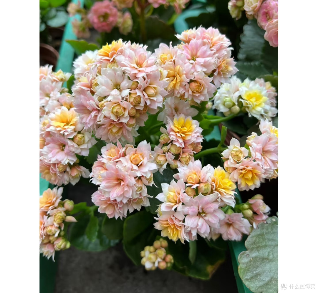 阳台空间有限,就养这10款长寿花!颜值高花色全超勤花,不踩坑