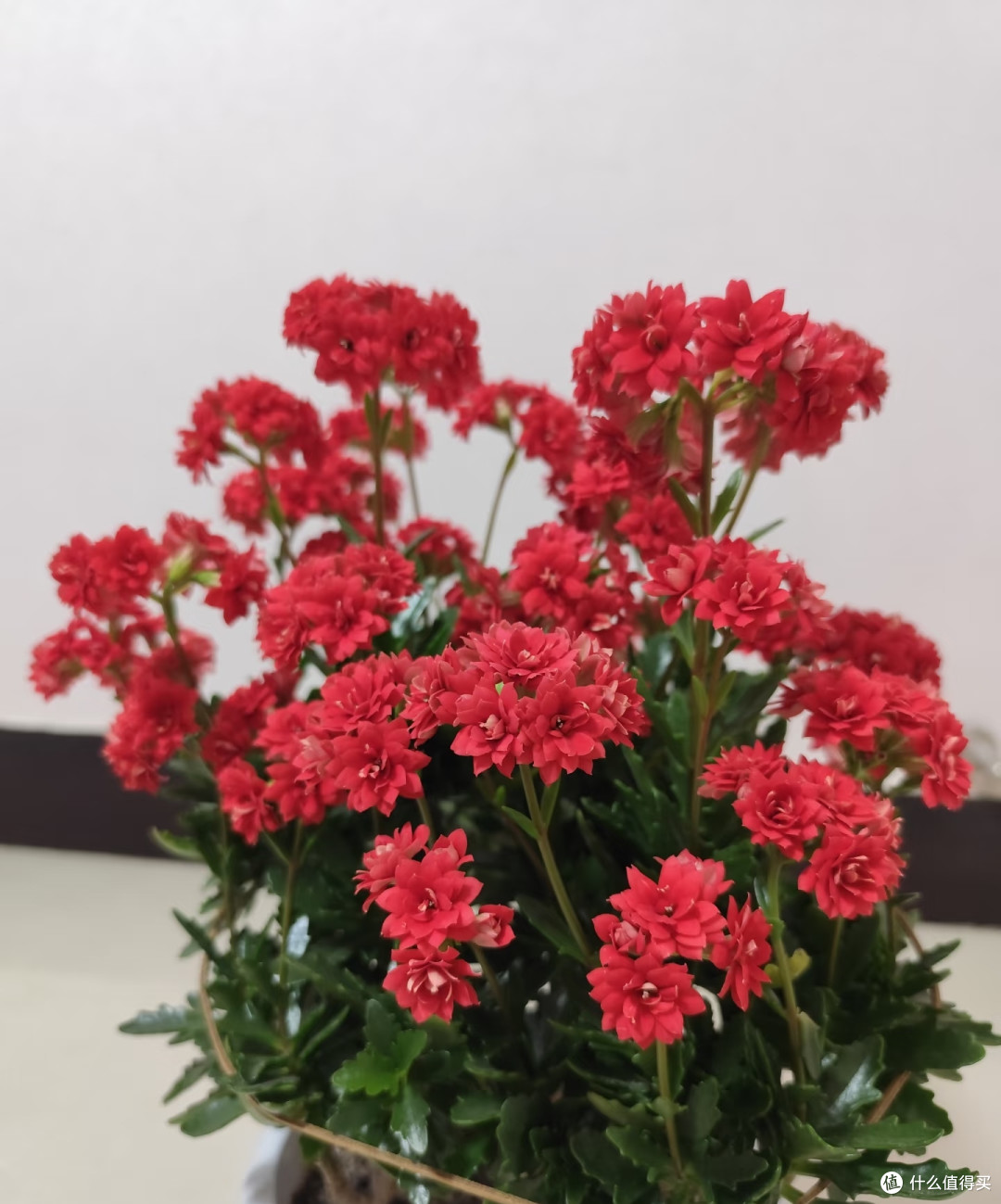 阳台空间有限,就养这10款长寿花!颜值高花色全超勤花,不踩坑