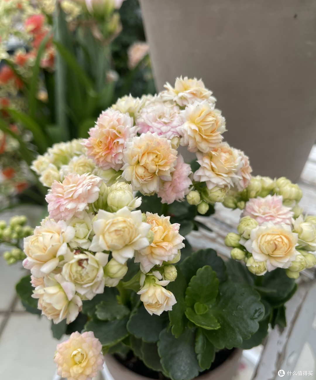 阳台空间有限,就养这10款长寿花!颜值高花色全超勤花,不踩坑