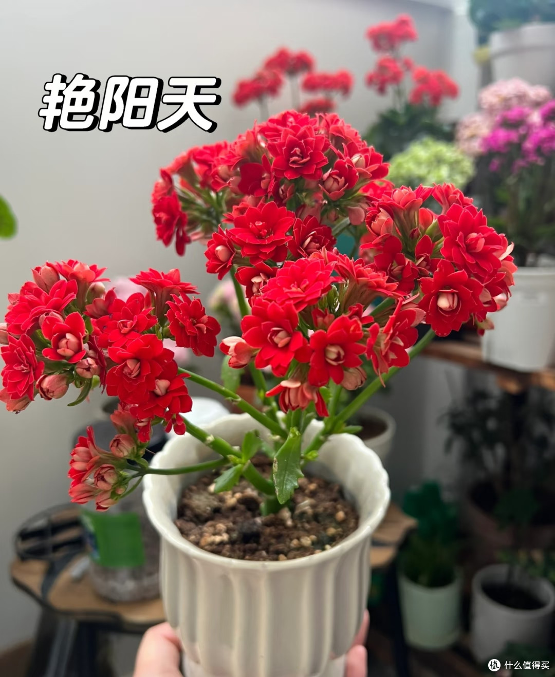 阳台空间有限,就养这10款长寿花!颜值高花色全超勤花,不踩坑
