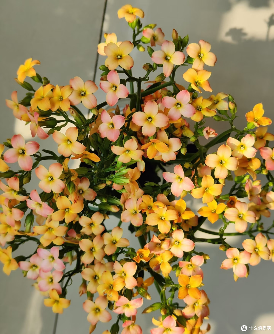 阳台空间有限,就养这10款长寿花!颜值高花色全超勤花,不踩坑