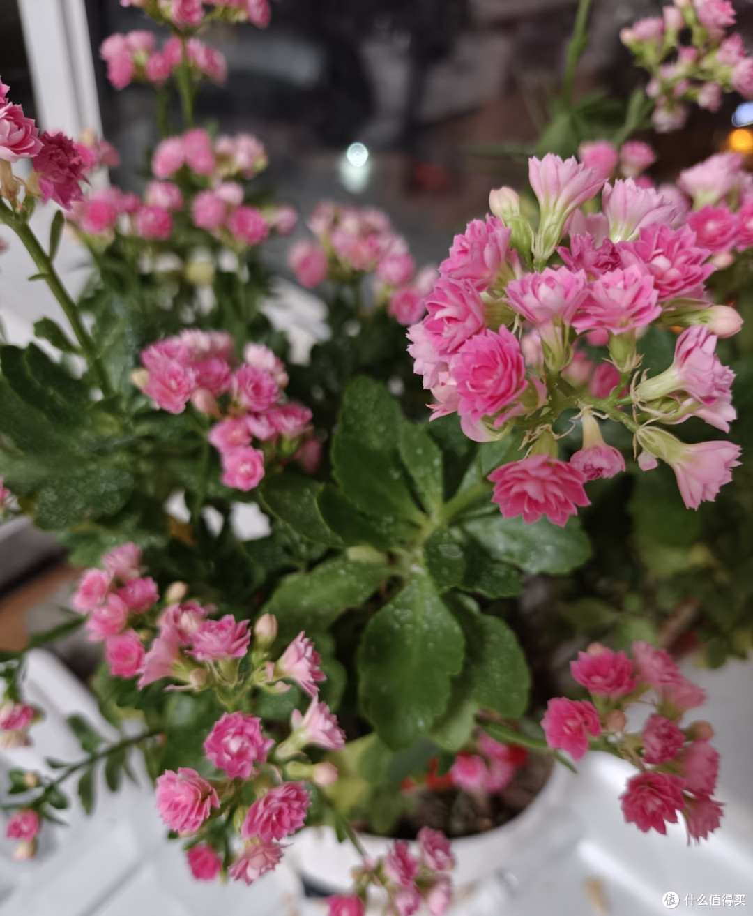 阳台空间有限,就养这10款长寿花!颜值高花色全超勤花,不踩坑