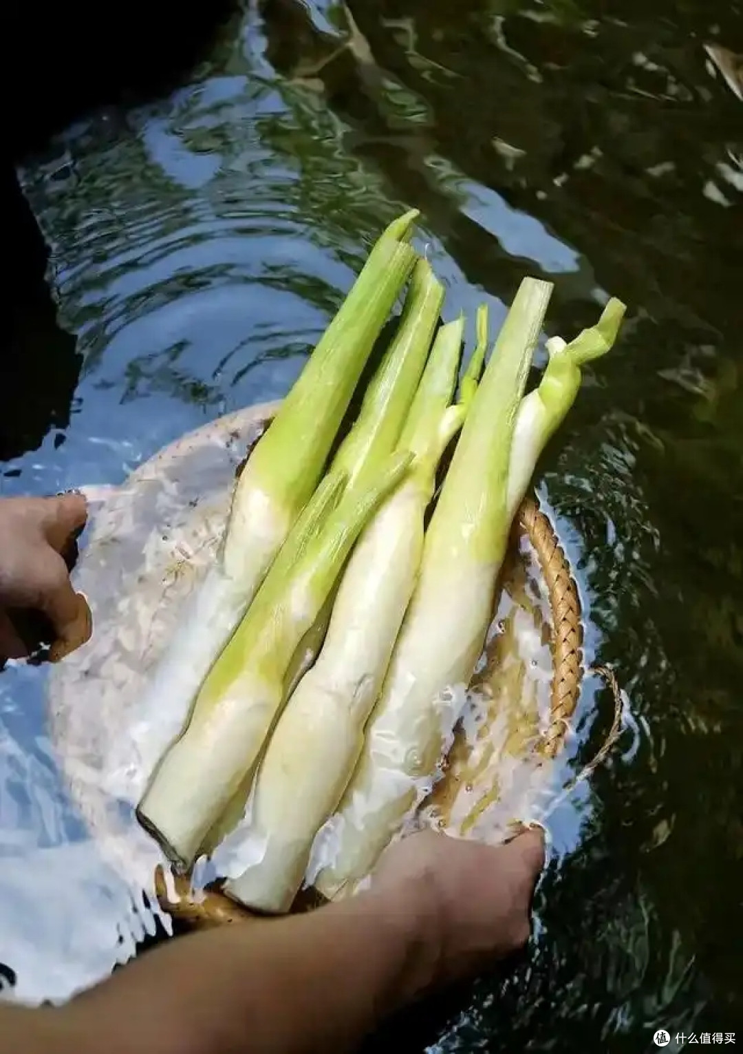 河南5人吃鱼生全中招!最容易染上寄生虫的5食物,别再乱吃了