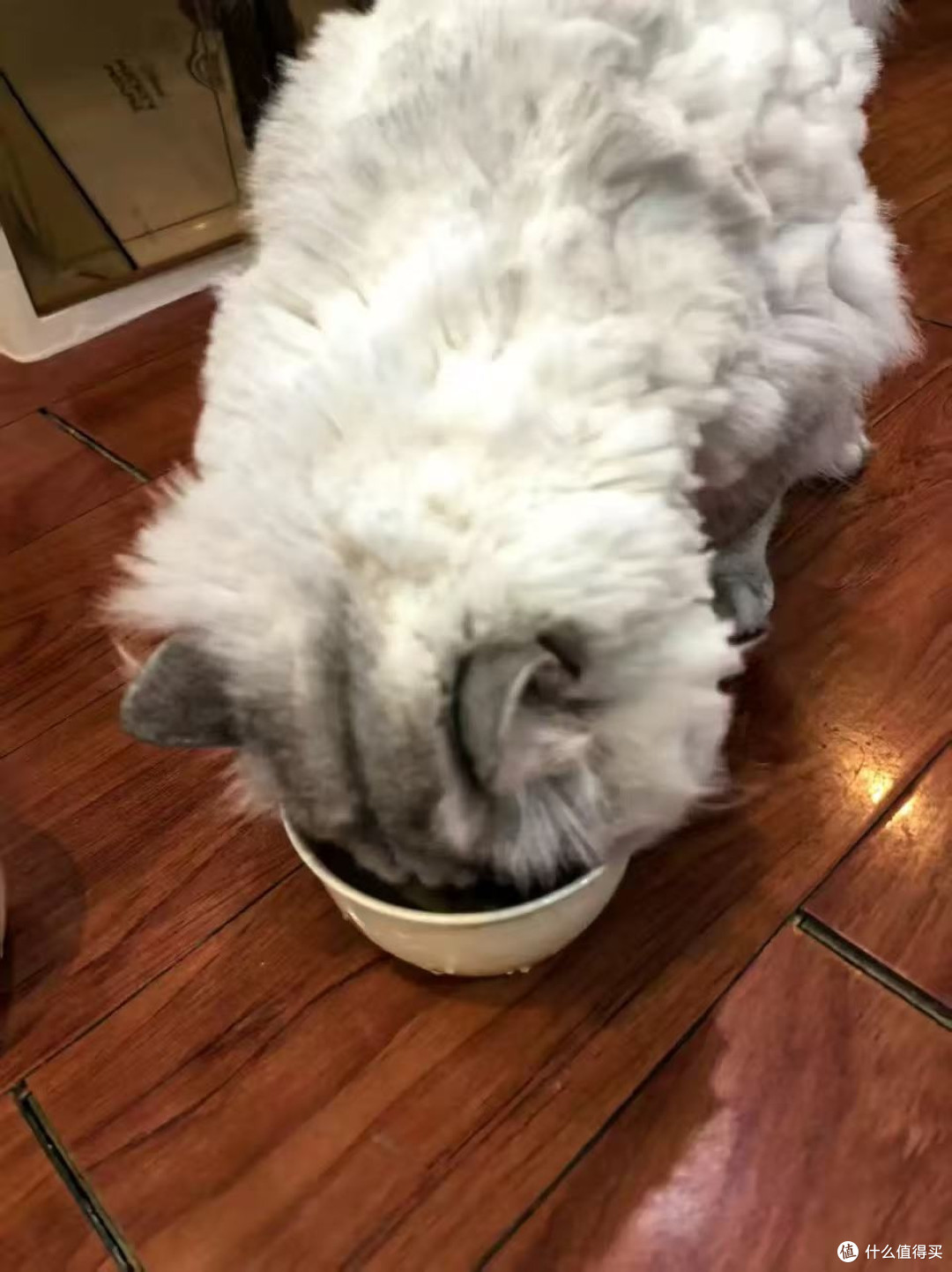 把零食猫条换成主食猫条!挑食怪的胃口被纠正了