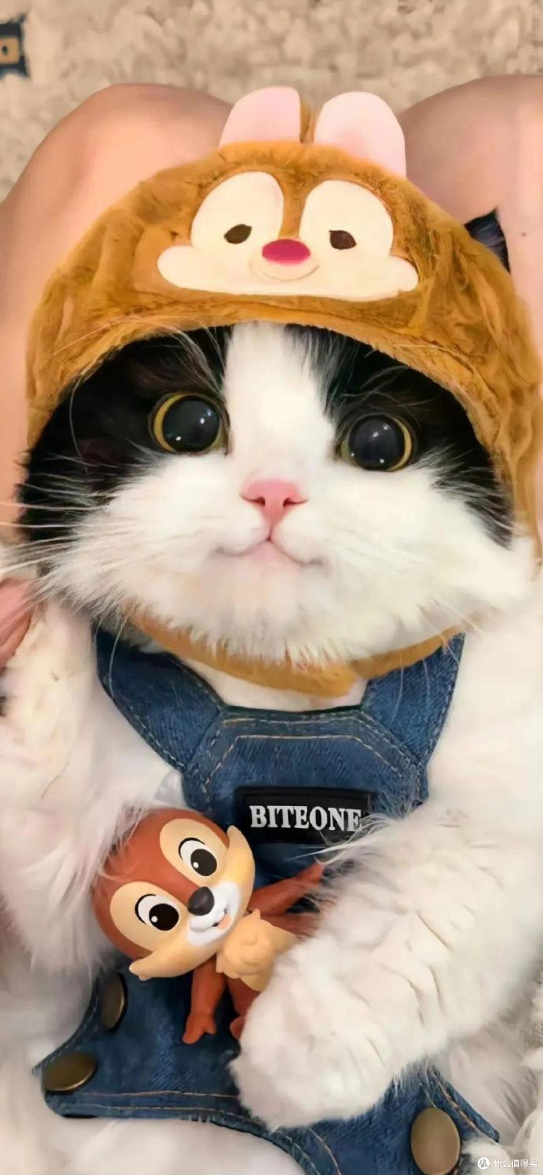 猫咪第一次照镜子,盯半天懵了:这货咋跟我长一模一样?