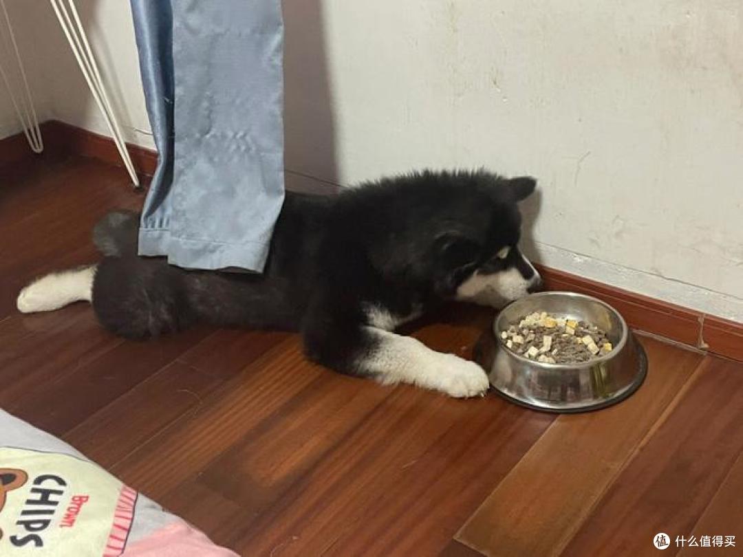 我家老狗走路晃悠悠,硬撑着也要跟着我出门散步